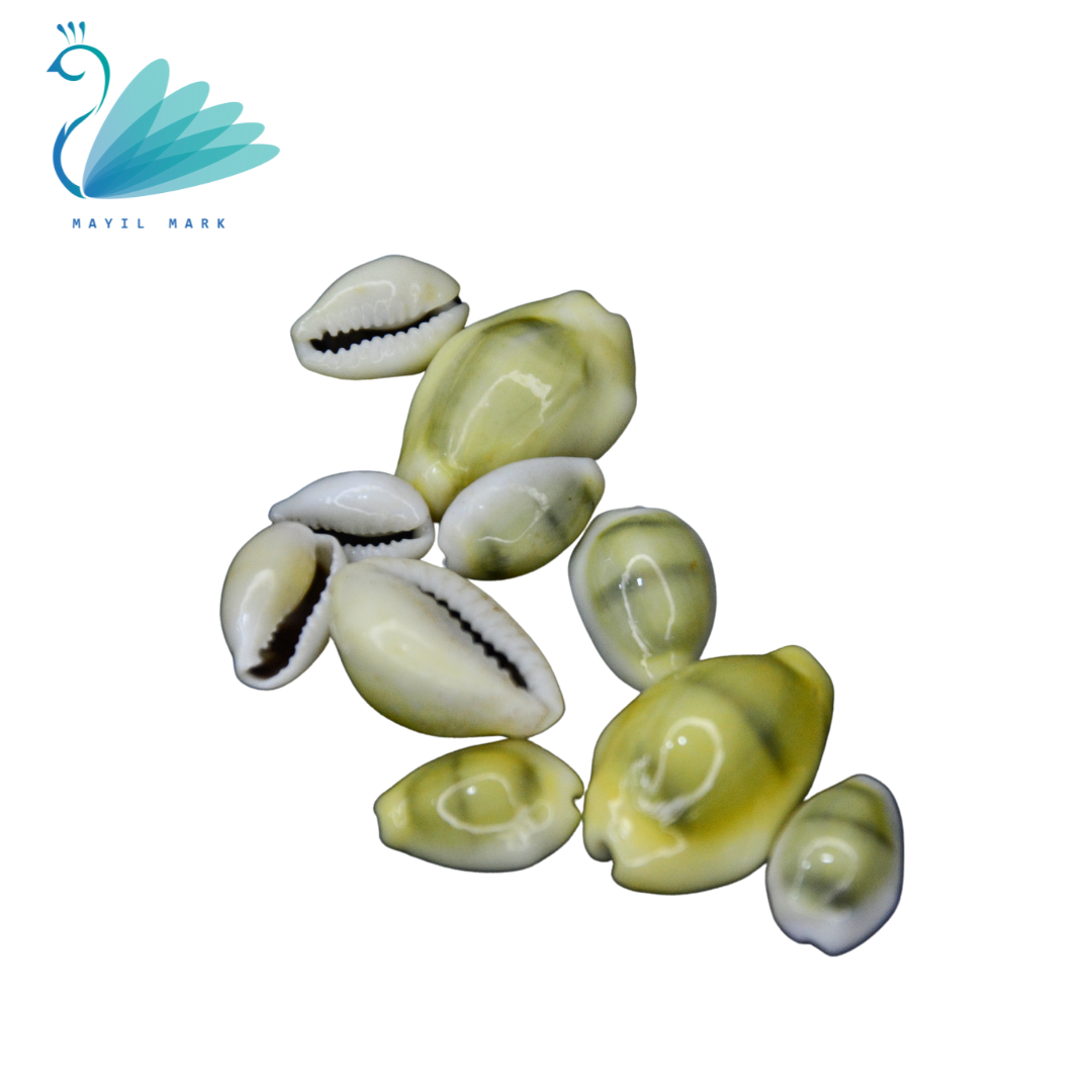 Lakshmi cowrie shells