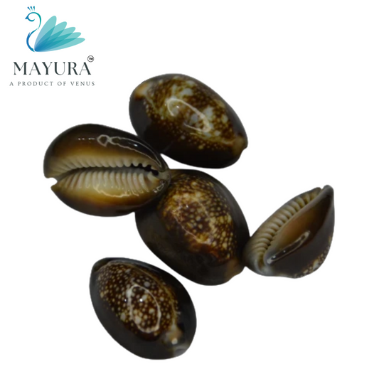 Black kawa | Tiger Cowrie Shells | Mayura