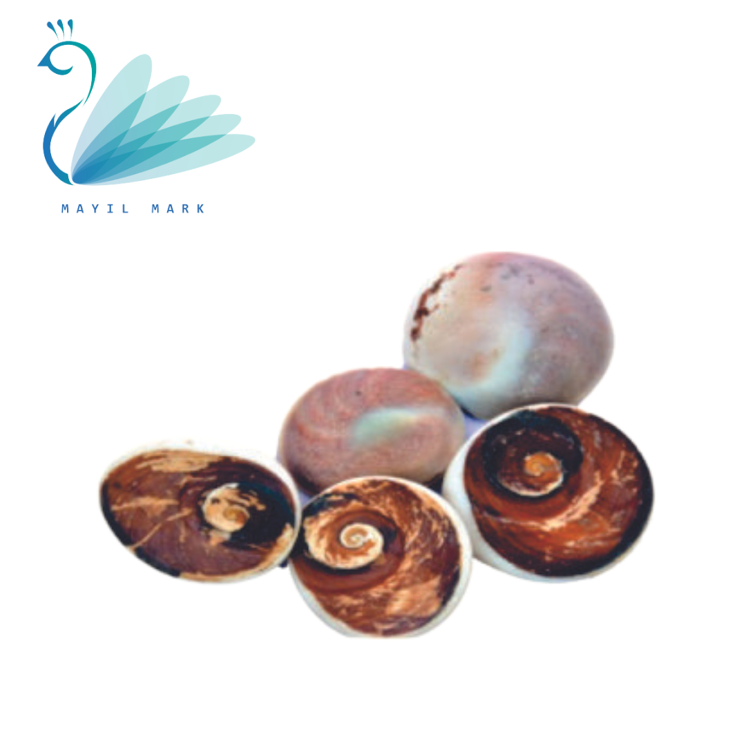 Gomati chakra shells big